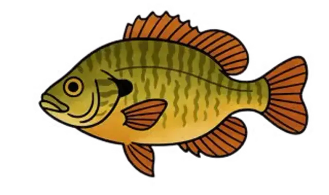 Illustration de perche soleil (Lepomis gibbosus)
