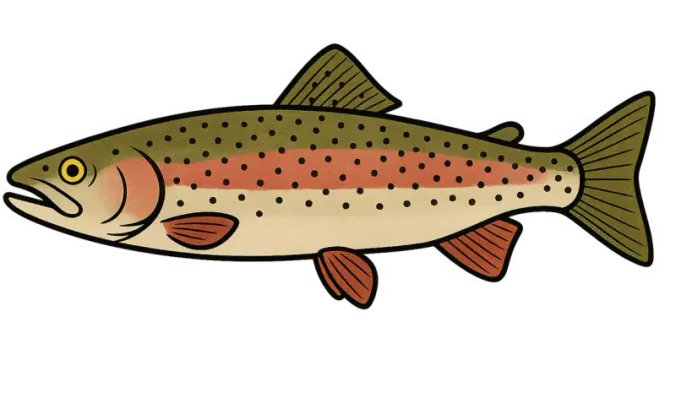 Illustration de truite arc-en-ciel (Oncorhynchus mykiss)