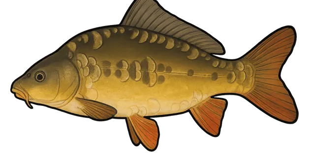 Illustration de carpe miroir, Cyprinus carpio carpio