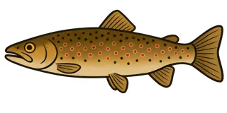 Illustration de truite fario, Salmo trutta fario
