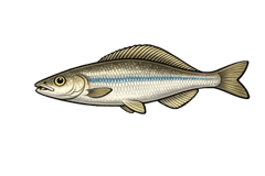 Able de Heckel (Leucaspius delineatus) - fiche espèce Fishing Grid