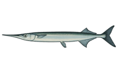 Orphie (Belone belone) - fiche espèce Fishing Grid