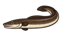 Congre (Conger conger) - fiche espèce Fishing Grid