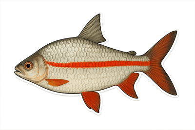 Coumarou - Prochilodus rubrotaeniatus