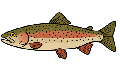 Truite arc-en-ciel - Oncorhynchus mykiss