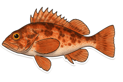 Sébaste chèvre - Helicolenus dactylopterus