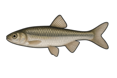 Pseudorasbora - Pseudorasbora parva