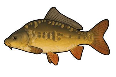 Carpe miroir - Cyprinus carpio carpio