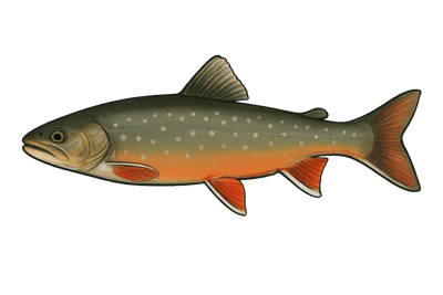 Omble chevalier - Salvelinus alpinus