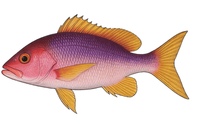 Vivaneau - Lutjanus purpureus