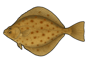 Limande - Limanda limanda