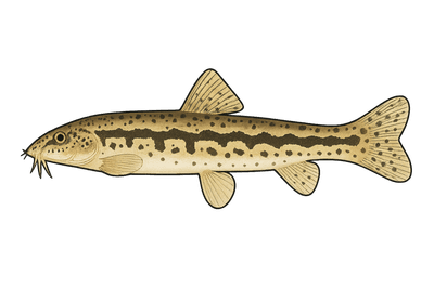 Loche de rivière - Cobitis taenia