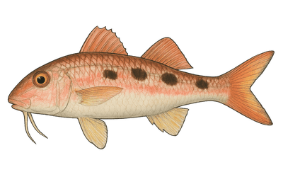 Rouget - Pseudupeneus maculatus