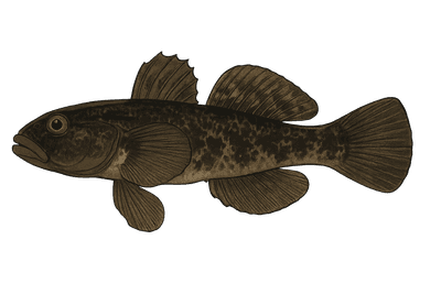 Gobie noir - Gobius niger