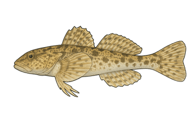 Chabot de Sibérie - Cottus poecilopus