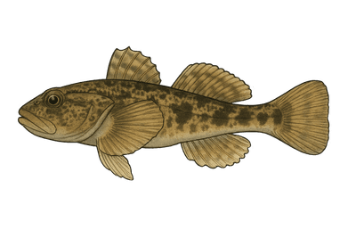 Chabot commun - Cottus gobio