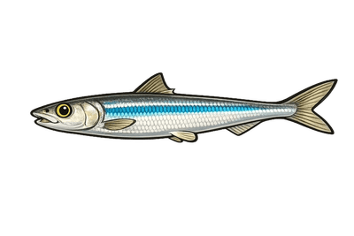 Anchois commun - Engraulis encrasicolus