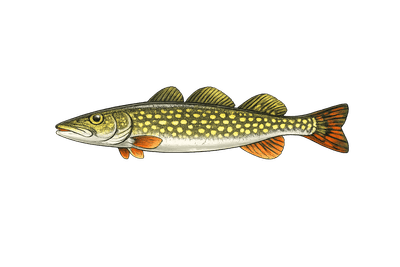 Brochet d'Europe - Esox cisalpinus