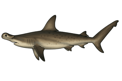 Requin marteau - Sphyrna mokarran