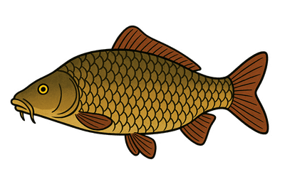 Carpe commune - Cyprinus carpio