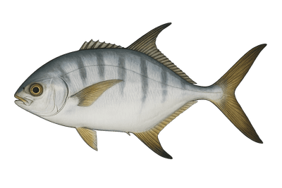 Liche glauque - Trachinotus ovatus