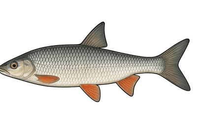 Nase commun - Chondrostoma nasus nasus
