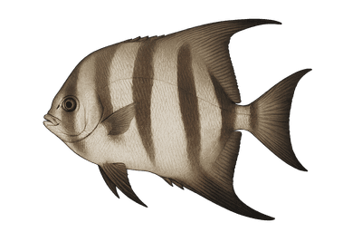 Poisson assiette - Chaetodipterus faber