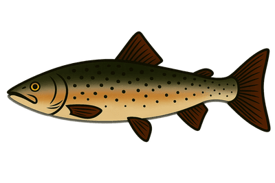 Saumon atlantique - Salmo salar