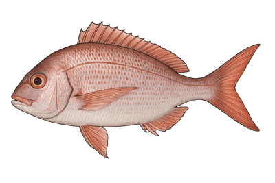 Daurade rose - Pagellus bogaraveo