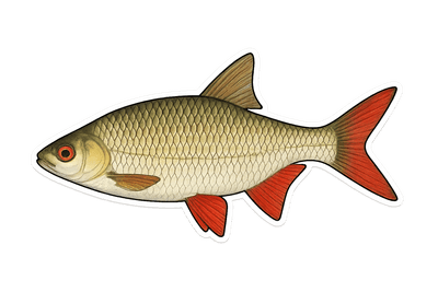 Rotengle - Scardinius erythrophthalmus