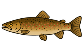 Truite fario - Salmo trutta fario