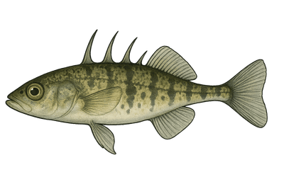 Épinochette - Pungitius pungitius