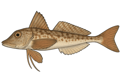 Grondin gris - Eutrigla gurnardus