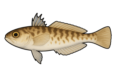 Petite vive - Echiichthys vipera