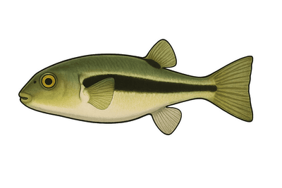 Bubulle - Colomesus psittacus