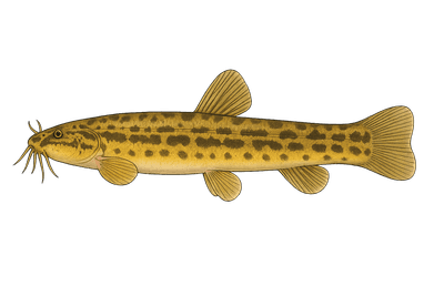 Loche d'étang - Misgurnus fossilis