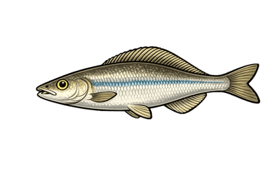 Able de Heckel - Leucaspius delineatus