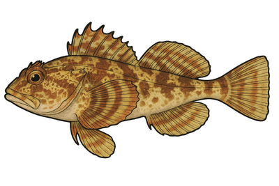 Chabot de mer - Taurulus bubalis
