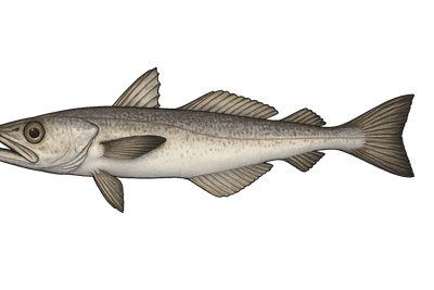 Merlu commun - Merluccius merluccius