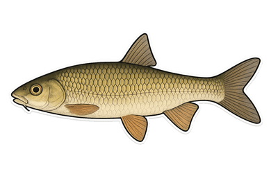 Toxostome - Parachondrostoma toxostoma