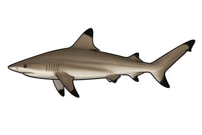 Requin bordé - Carcharhinus limbatus