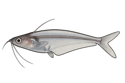 Silure de verre - Kryptopterus vitreolus