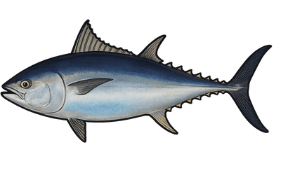 Thon rouge - Thunnus thynnus