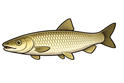 Amour blanc - Ctenopharyngodon idella
