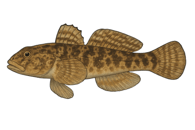 Gobie paganel - Gobius paganellus