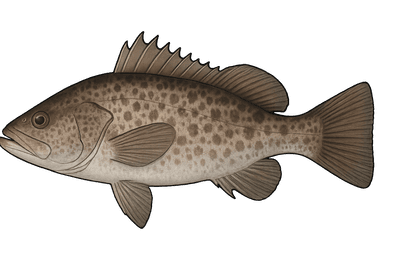 Cernier commun - Polyprion americanus