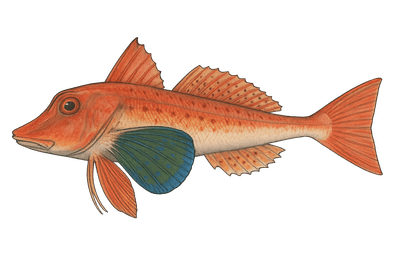 Grondin rouge - Chelidonichthys lucerna