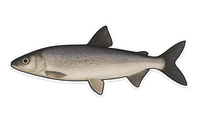 Féra - Coregonus fera