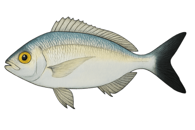Oblade - Oblada melanura