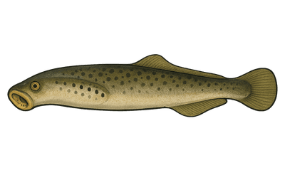Lamproie marine - Petromyzon marinus